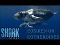 shark stories eosiren or Eotheroides screen time