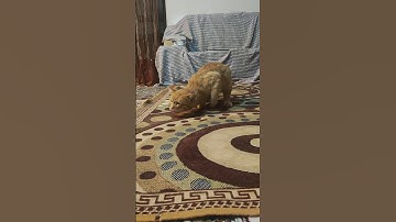 Is my cat trying to communicate in Morse code?😂😅#cat #cats #pets #pet #kitty #funnycats #cutecat