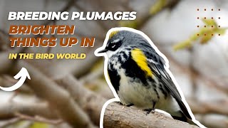 Breeding Plumages Brighten Things Up In The Bird World