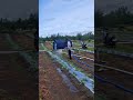regular watering process for watermelon plants for optimal growth #shorts