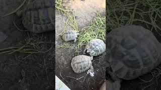 Outdoor tortoise tour 