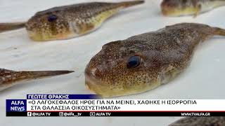 ΓΕΩΤΕΕ ΘΡΑΚΗΣ: «Ο ΛΑΓΟΚΕΦΑΛΟΣ ΗΡΘΕ ΓΙΑ ΝΑ ΜΕΙΝΕΙ, ΧΑΘΗΚΕ Η ΙΣΟΡΡΟΠΙΑ ΣΤΑ ΘΑΛΑΣΣΙΑ ΟΙΚΟΣΥΣΤΗΜΑΤΑ»
