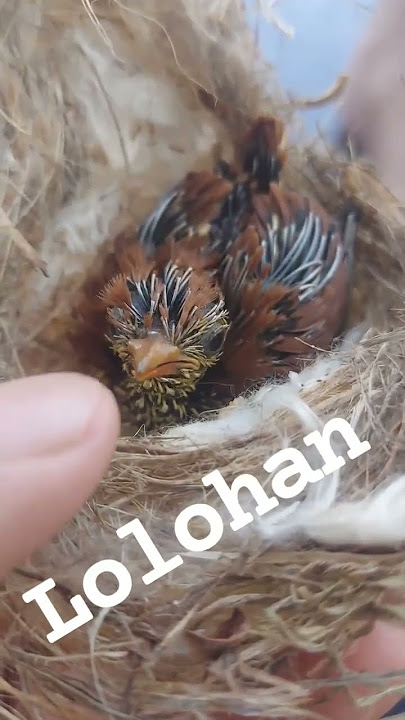 lolohan cungkok violet ||| burung paling jarang yang punya karena sangat sulit mendapatkan