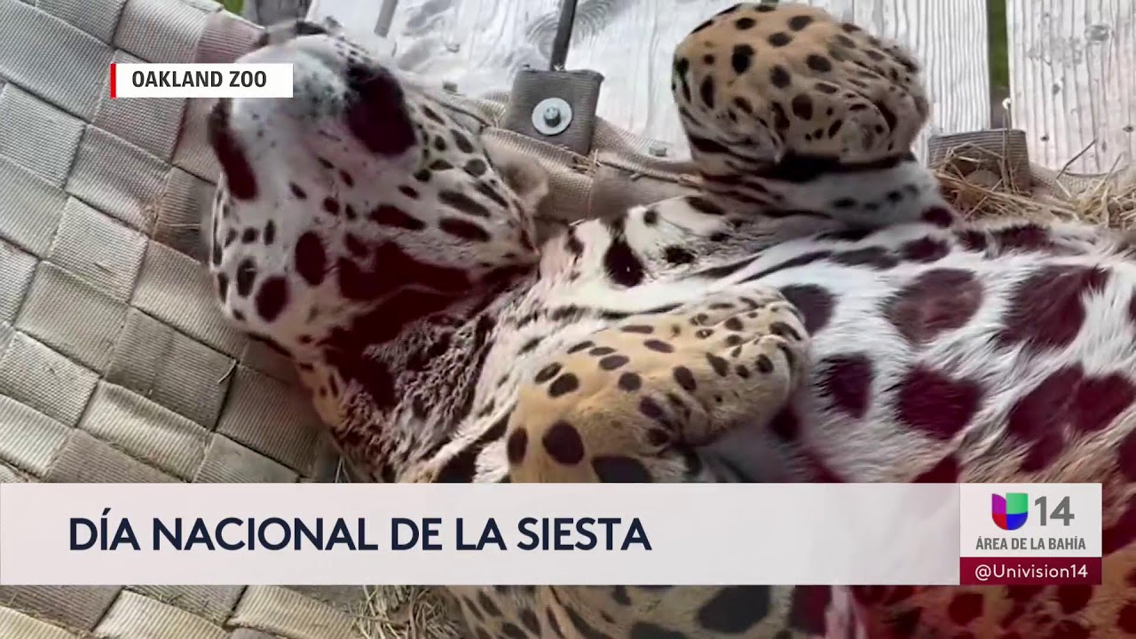 🔴  En Vivo | Salen más víctimas de presunto estafador en Oakland y Hayward | 6 PM | 3.10.26