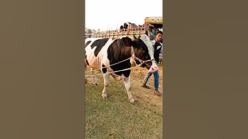 Big Cow Videos || Cow Ka Videos || Amazing Cow Videos 16 😅 #shorts #cow #cowvideos #cowfunnyvideos