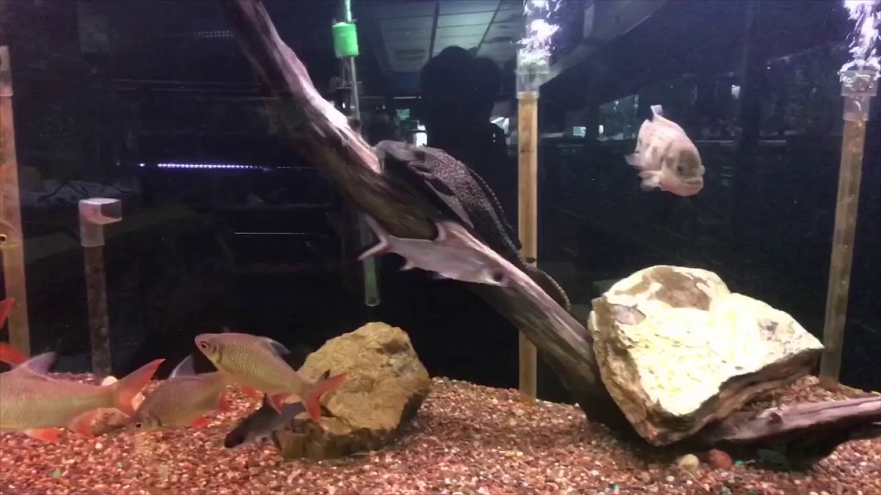 aqualand aquarium center