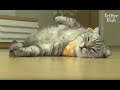 The Secret Life Of The Lazy Cat | Kritter Klub