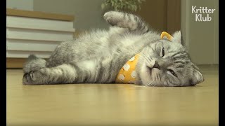 The Secret Life Of The Lazy Cat | Kritter Klub