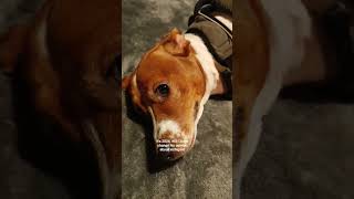 Will Chase Have A New Years Resolution?