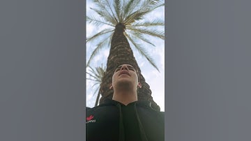 اللّٰه 😍 #quran #القارئ_محمد_رضا_قابيل #المصحف #نخل #طبيعة #هدوء #اكسبلور #قرآن_كريم #قرآن