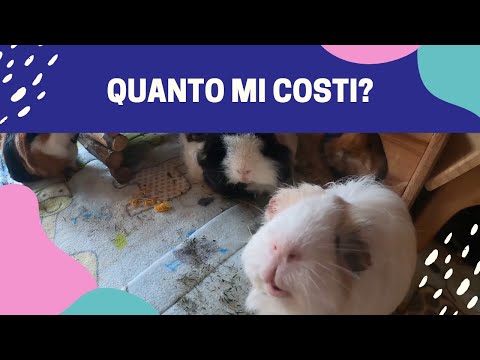 Video: Quanto costano i Porcellini d'India?