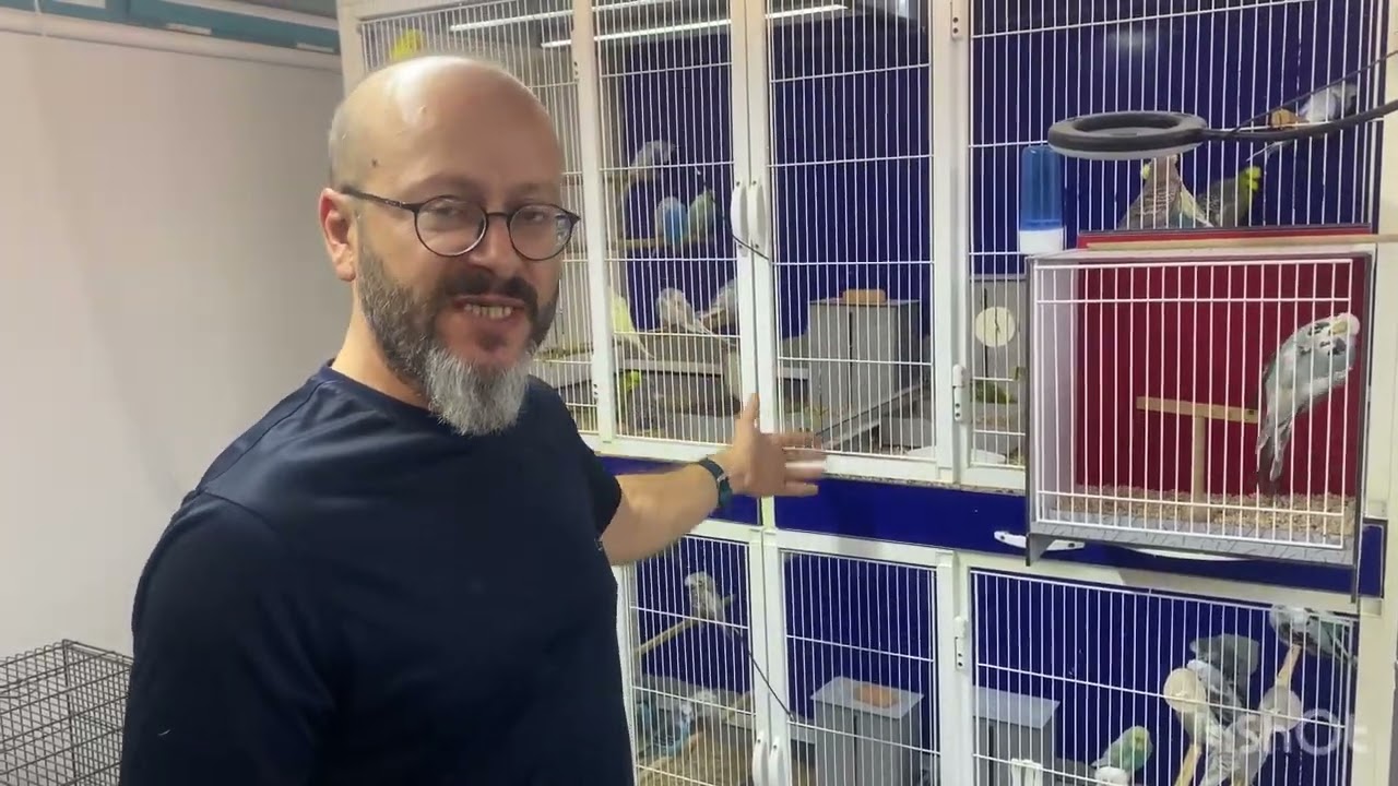 Üst Vasıf Show Jumbo Kümes Ziyareti Başlasın ( Showlar Hakkında Bilmemiz Gerekenler) 🔥🧿