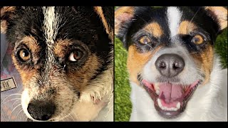 Little Dog on Euthanasia List- Update!