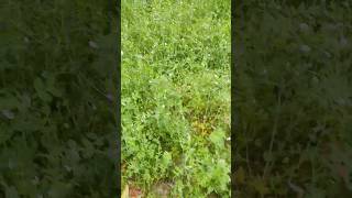 পযজ আর কল শকর খত