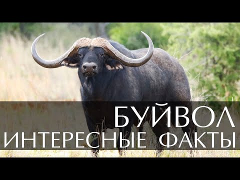 Буйвол - интересные