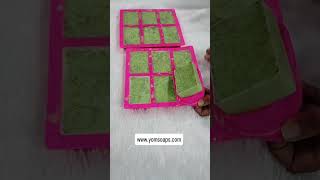 Making antibacterial handmade homemade Neem soap for pimples and acne problem. @yomsoaps