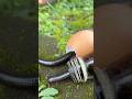 Millipedes scramble out of their egg and bottle houses#shorts#centipede