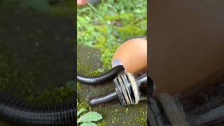 Millipedes scramble out of their egg and bottle houses#shorts#centipede