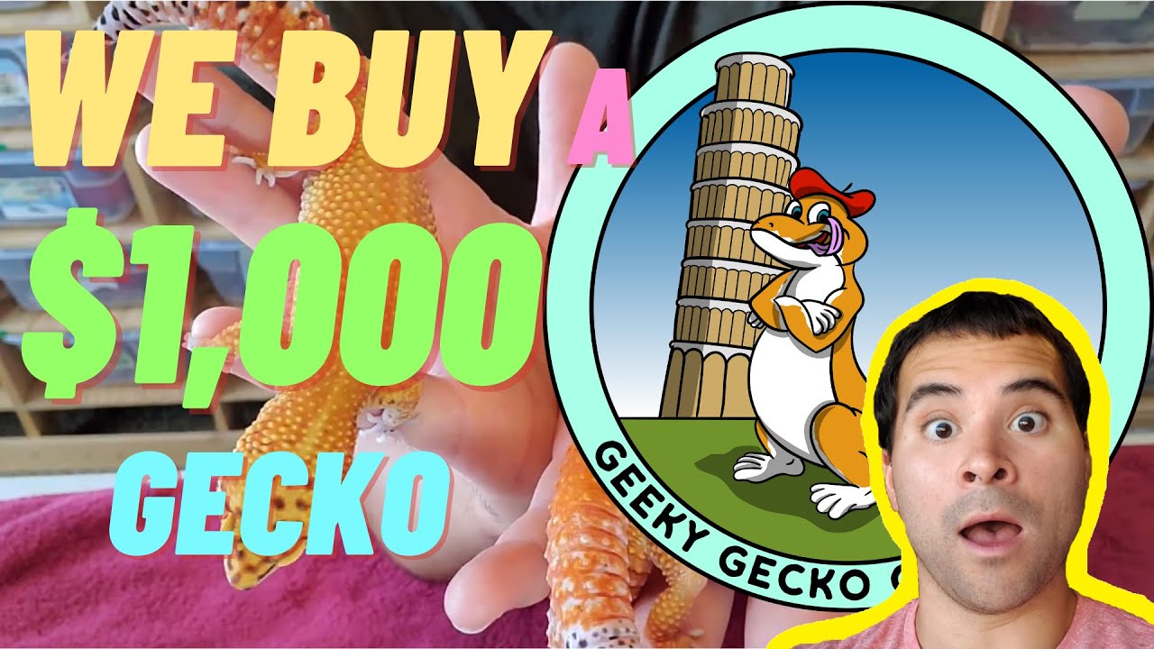 we BUY a $1,000 GECKO | unboxing NEW morph