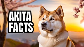 Akita  Top 10 Facts