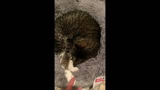 Lucy Activation Noise Compilation