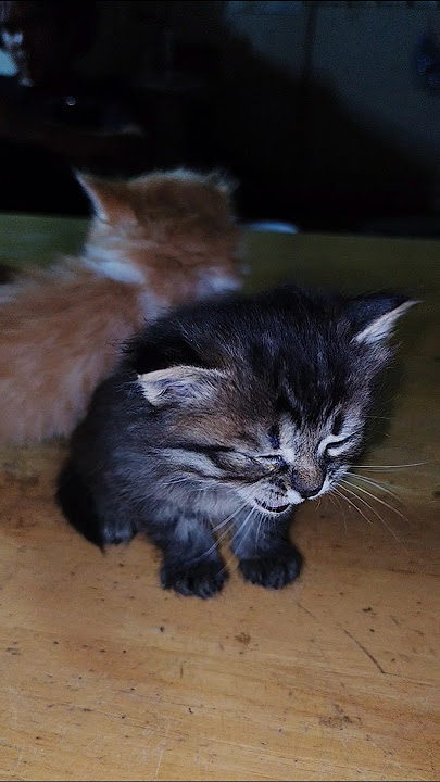 Yosh eshaklar jinsiy aloqa video Mushukida shisha bilan uxlaydi