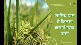 जानिए धान की फसल में कबऔर कितनी खाद डालें || Paddy Cultivation