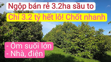 Bán vườn sầu riêng đẹp giá rẻ, bất động sản đất rẫy gia lai, vườn sầu riêng kinh doanh