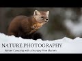 Nature Photography- WINTER CAMPING PHOTOGRAPHY TRIP- with a hungry pine marten