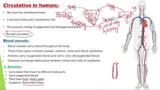 Life Process Part 16 || Circulation in human  CBSE Class 10 Science (Biology) Explained By Sanskriti