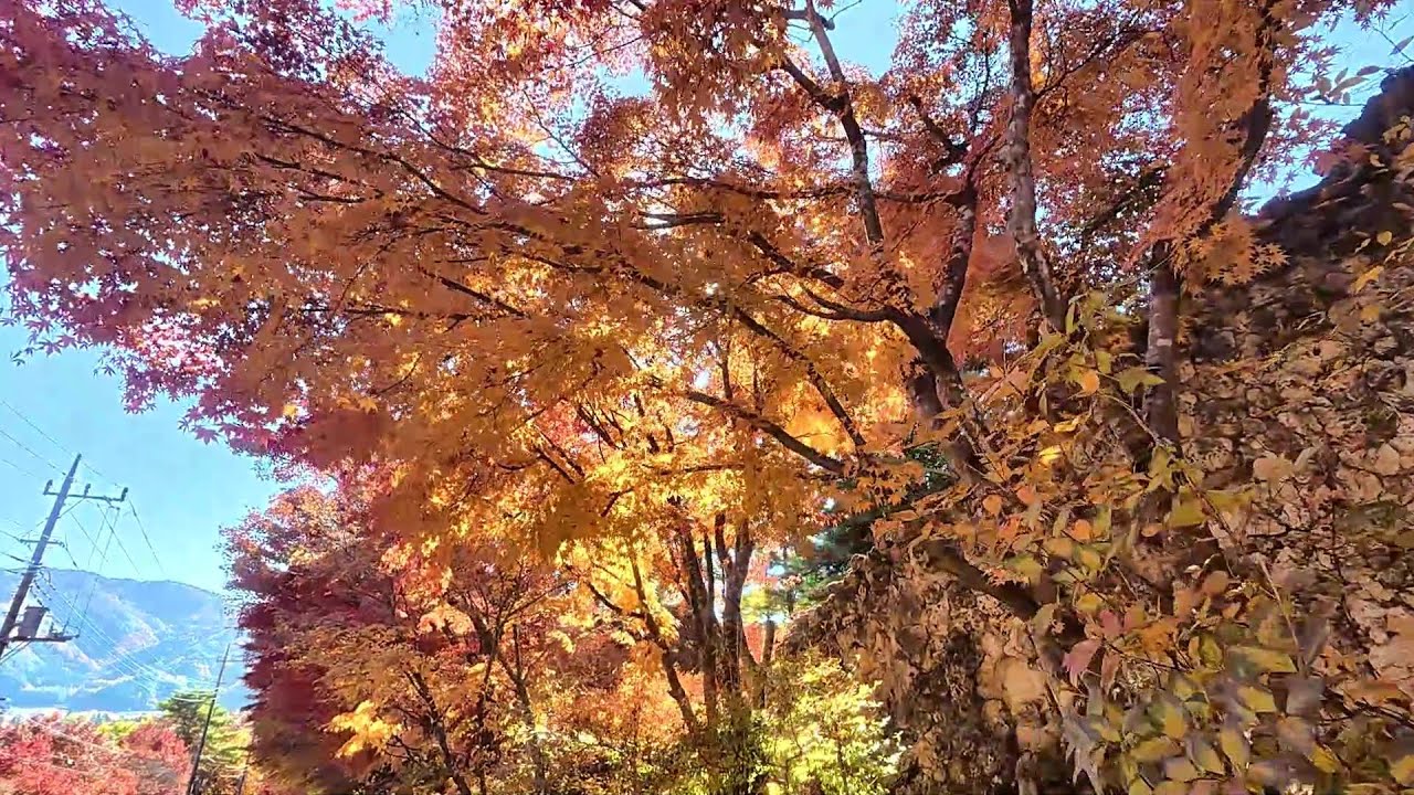 河口湖の真紅の紅葉　錦秋に輝く見頃　2025.11.14