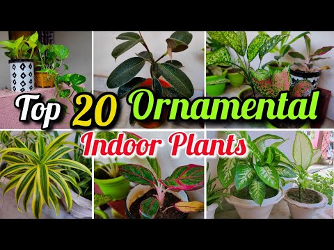 Collection of my ornamental indoor  plants  with names  Top 