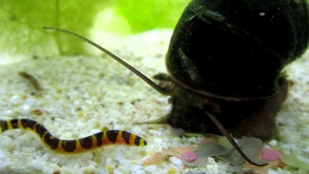 snail eating loach