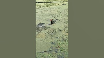 Câu lure cá lóc ao bèo #becauca #fishing #girlfishing #fishinglife #fishinglife