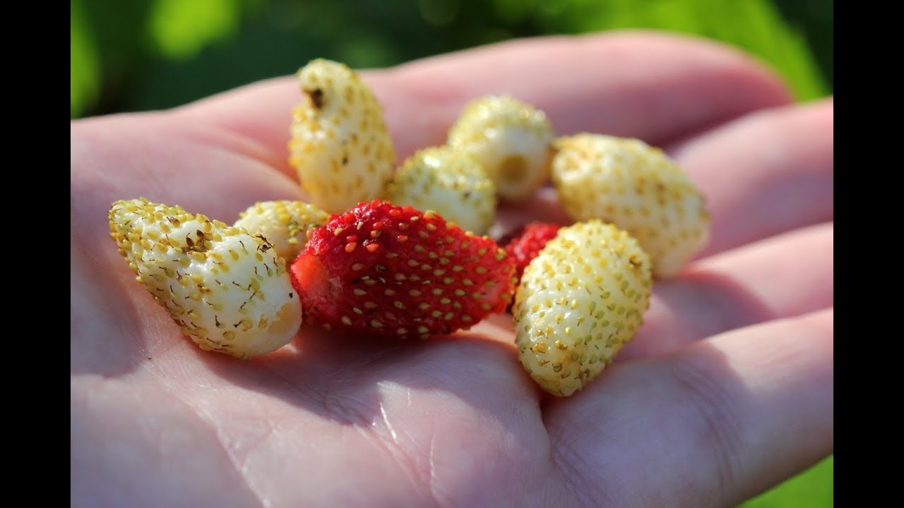 Growing Alpine Strawberries Saving Strawberry SeedsEpisode 8 YouTube