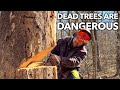No nonsense guide to felling dead trees