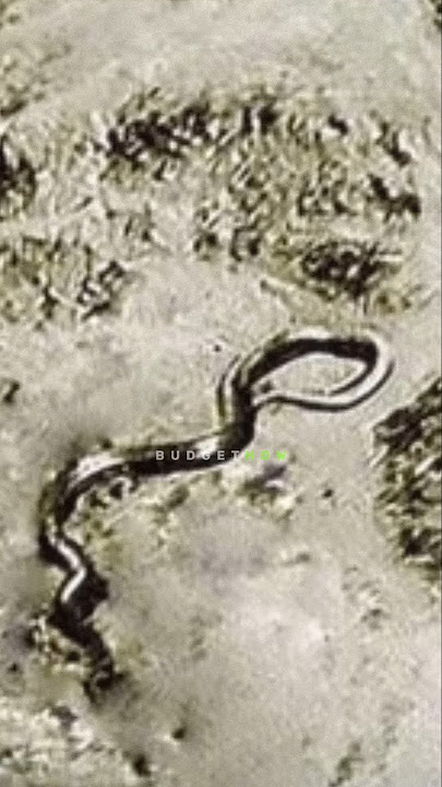 Biggest Snake Ever Recorded?! — Joe Rogan