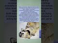 When Wolves Teach Humanity About Mercy #NatureWisdom #AnimalBehavior