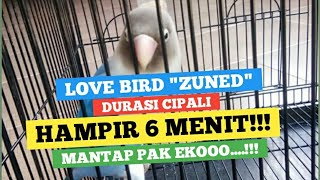 LoveBird ZUNED Ngekek Panjang Durasi Cipali Hampir 6 Menit !!!