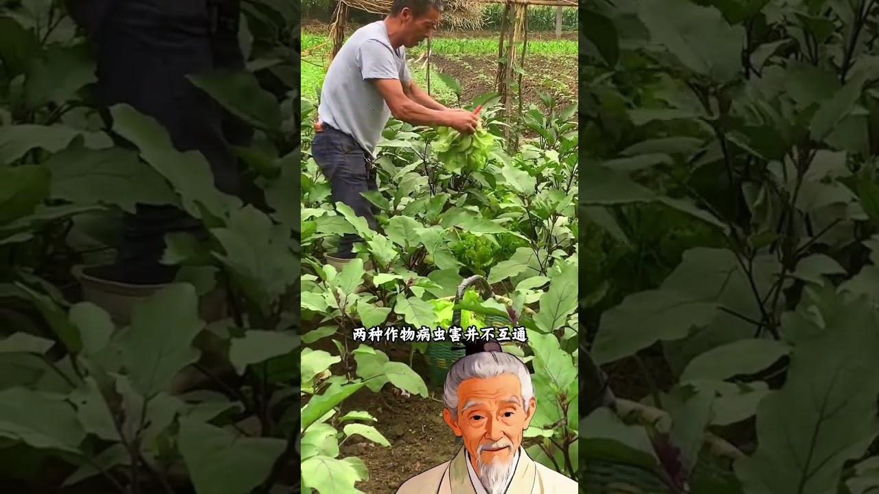 你知道爲什麼辣椒旁邊要種玉米嗎#種植小技巧 #種菜小技巧 #種菜知識