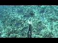 【素潜り魚突き】2025年8月17日【spearfishing in JAPAN】