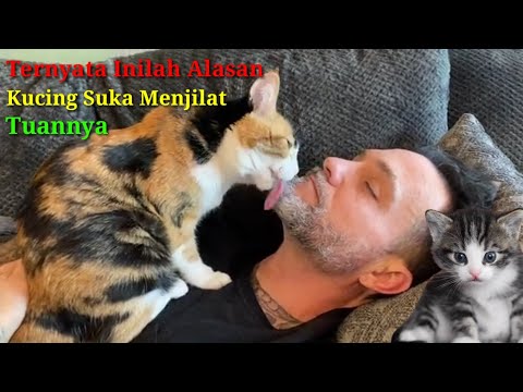 Kucing Suka Mejilat Kamu? Inilah 4 Alasan Kenapa Kucing Suka Menjilati da...