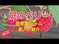 【家庭菜園ベリー】