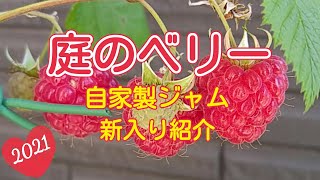 【家庭菜園ベリー】