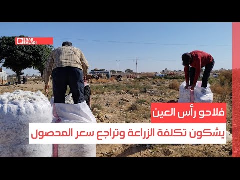 فلاحو رأس العين يشكون تكلفة الزراعة وتراجع سعر المحصول