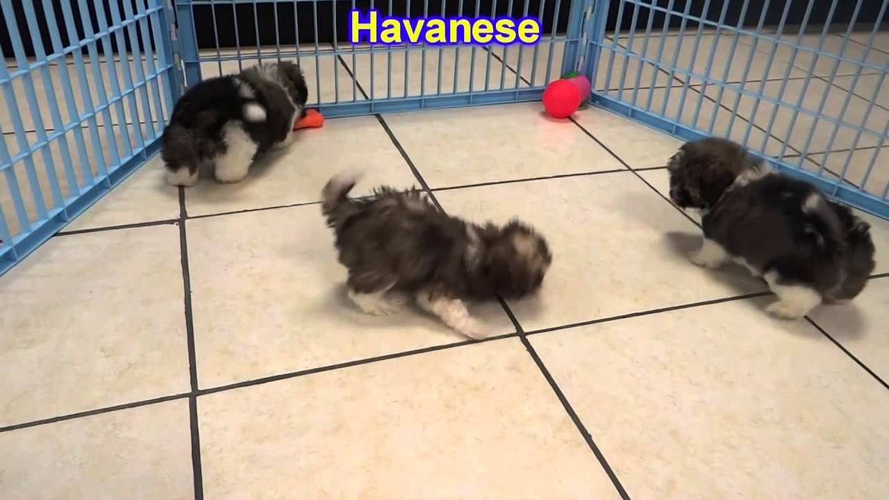 Havanese, Puppies, For, Sale, In, Kearney, Nebraska, NE, Fremont