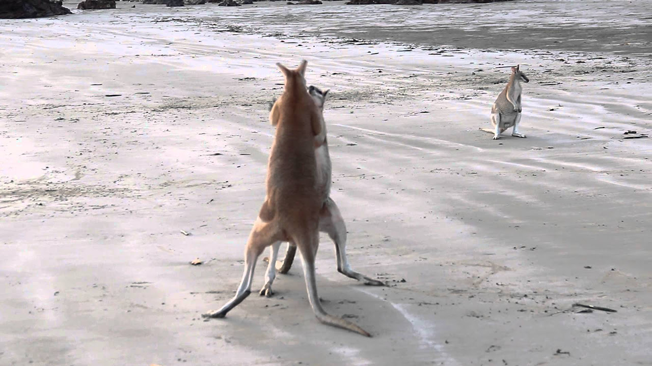 Wallaby Fight on the beach of Cape Hillsborough