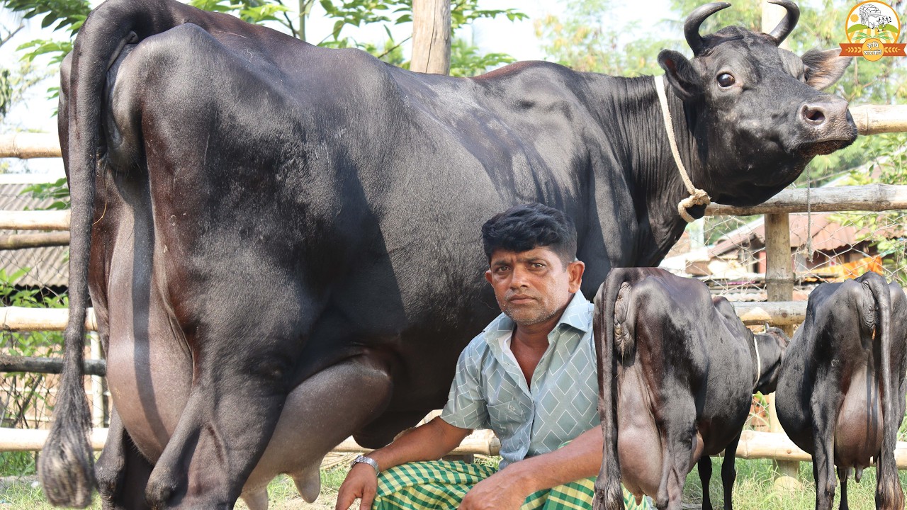 রমজান উপলক্ষে বিশেষ ডিসকাউন্ট জাকির ভাইয়ের জার্সি মাত্র ১ লাখ ৬০ হাজারে বাচ্চাসহ ১৮ লিটার গাভী