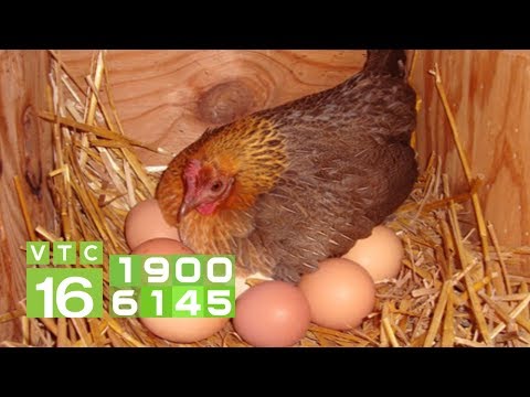 Giống gà nào đẻ nhiều trứng nhất hiện nay? | VTC16 | Foci