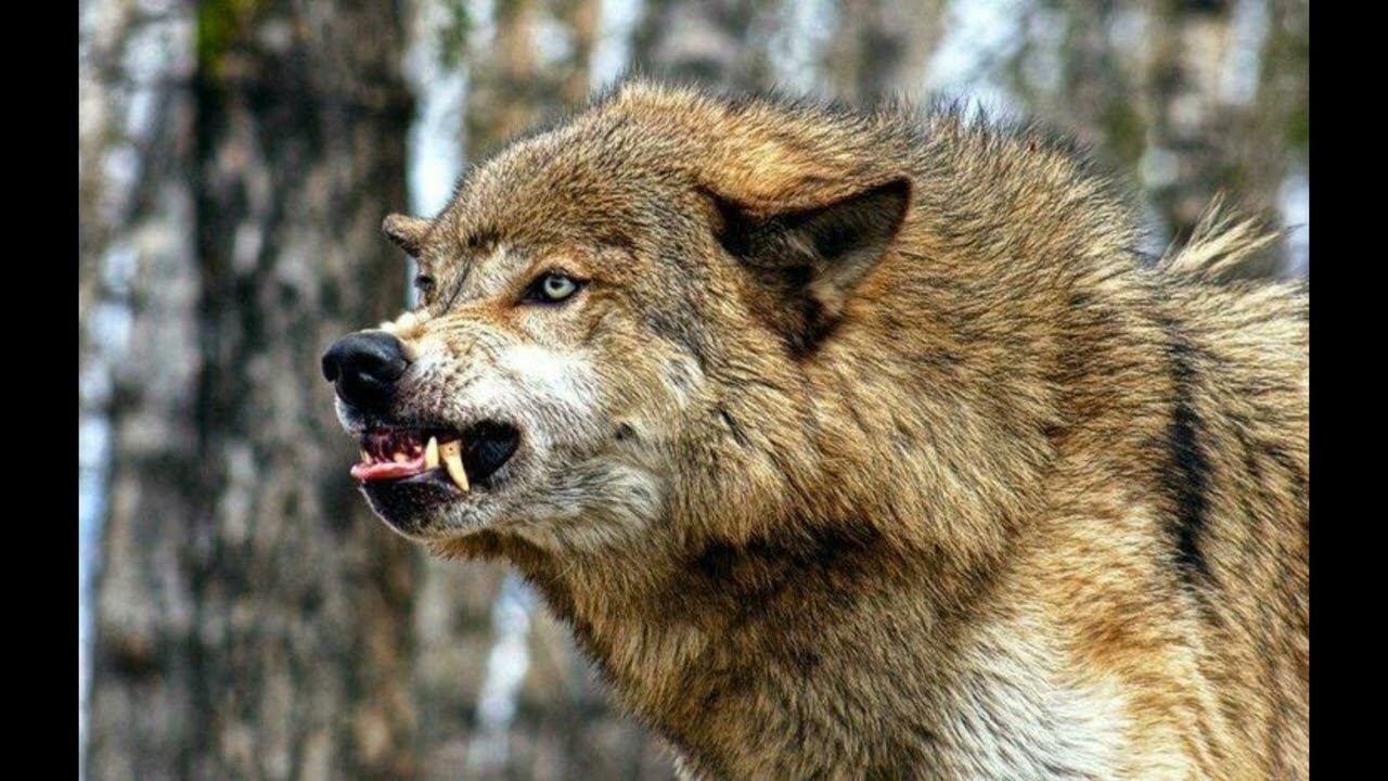 wolf growl sound effect - YouTube